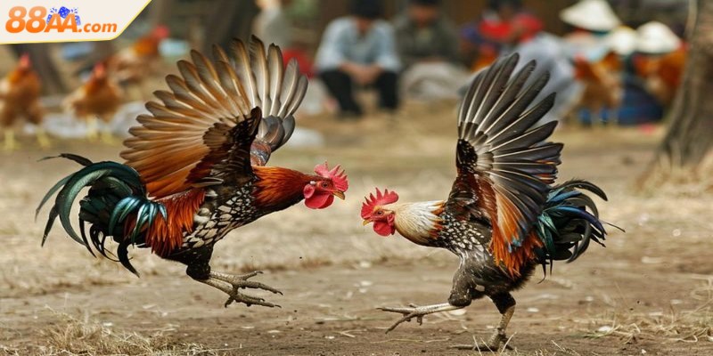 Đá gà Thomo quy tụ những chiến kê dũng mãnh tạo nên trận đấu kịch tính